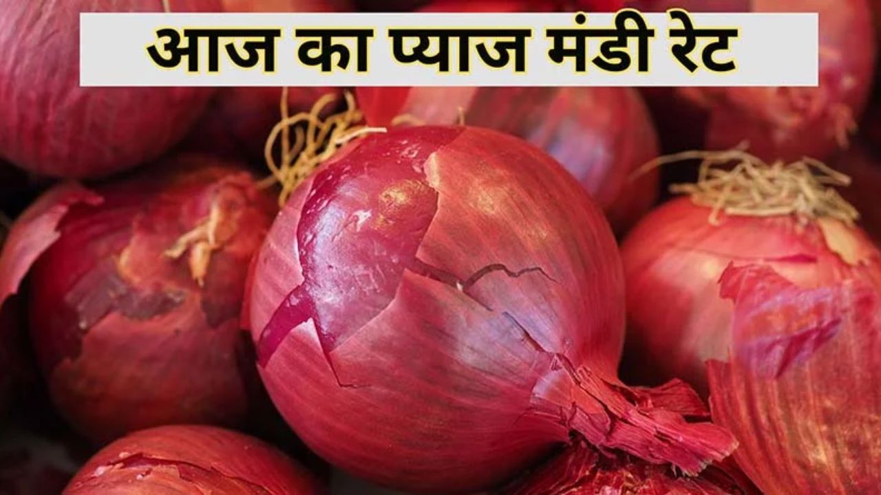Today Onion Price