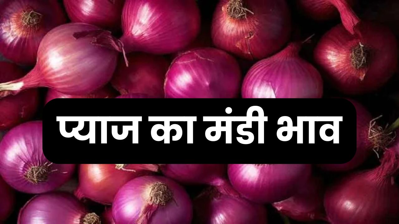 Today Onion Rate