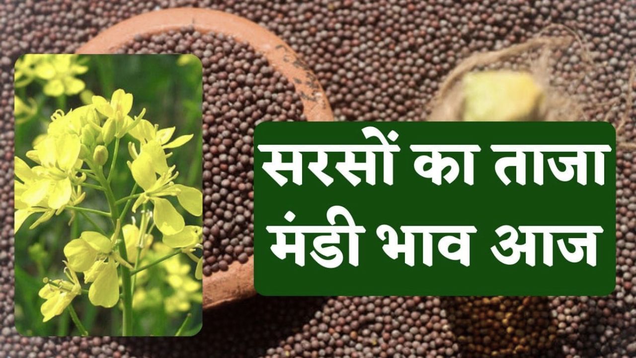 Sarso Mandi Bhav
