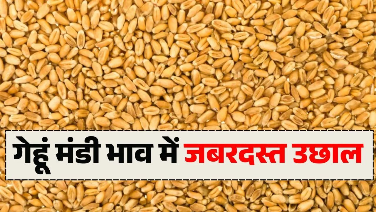 Today Wheat Price