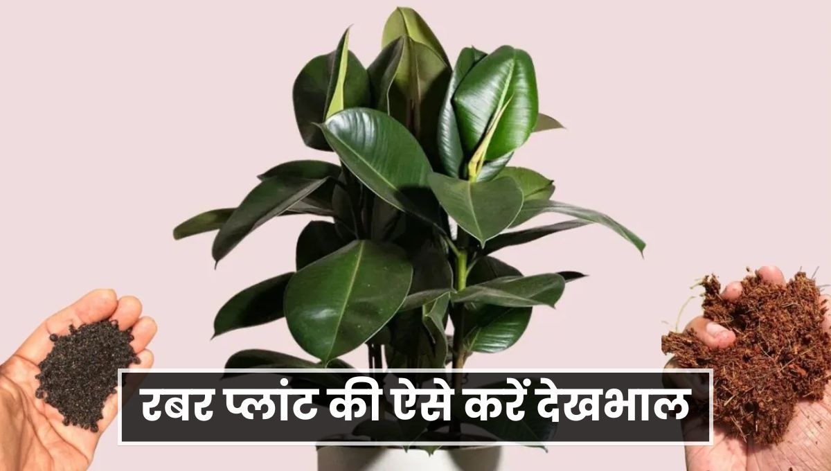 Gardening Tips