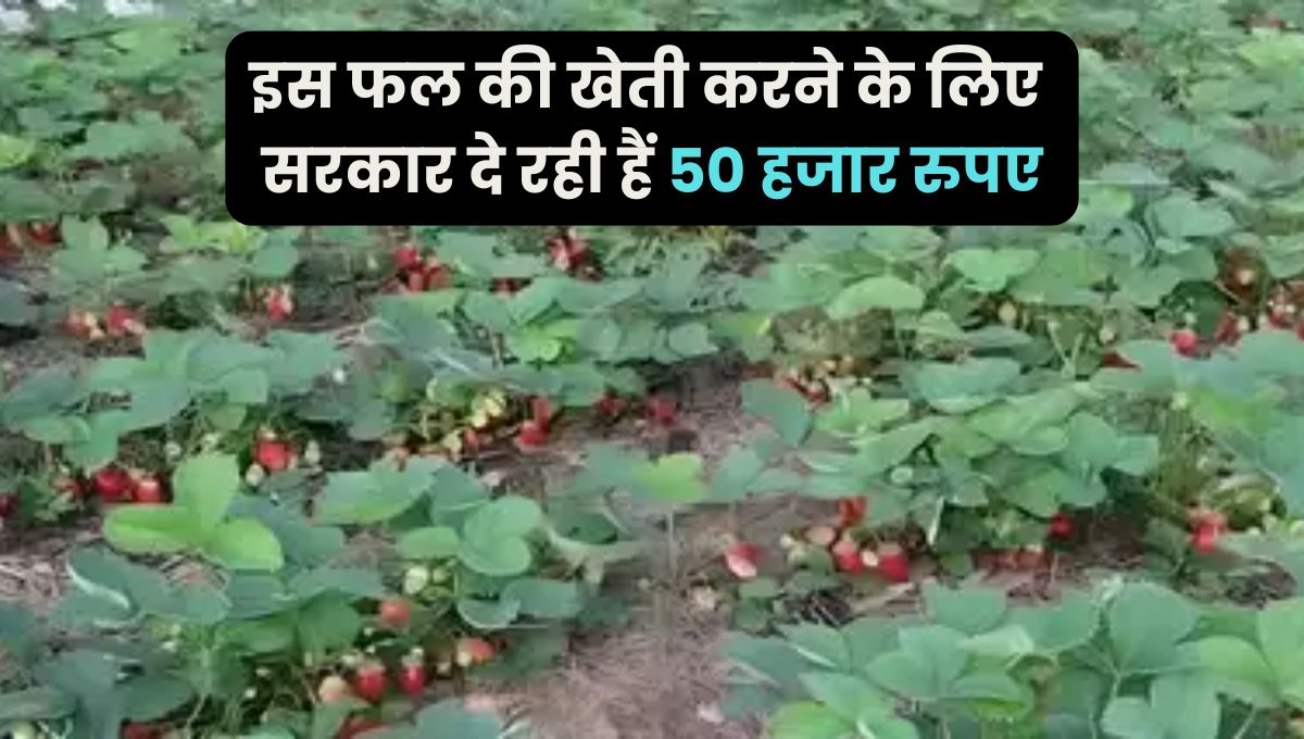 Strawberry farming