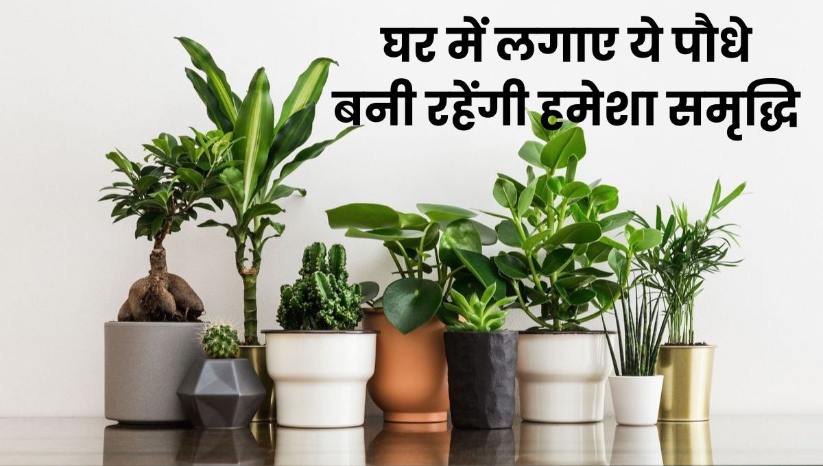 Lucky plants