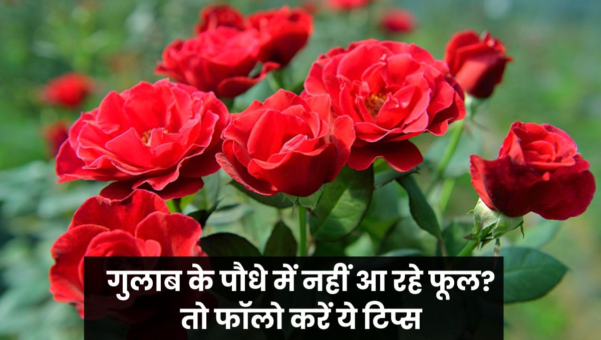 Rose Plant Care Tips
