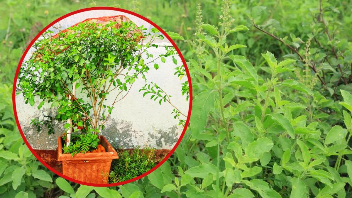 Tulsi Plant Care