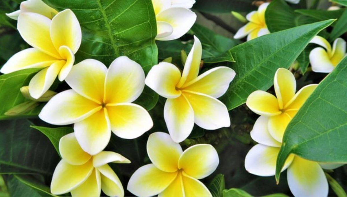 Champa Plant Care Tips