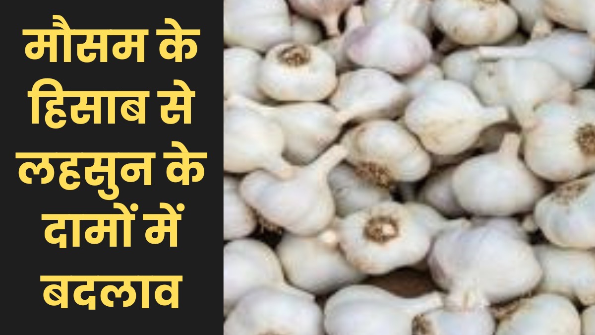 लहसुन के बाजार में लहर, मौसम के असर से भाव में भारी उतार-चढ़ाव, जानें 13 मई के ताज़ा रेट