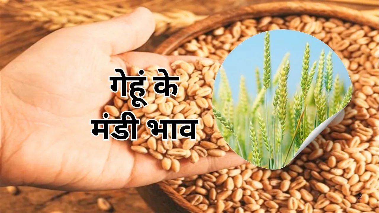 Wheat Mandi Bhav