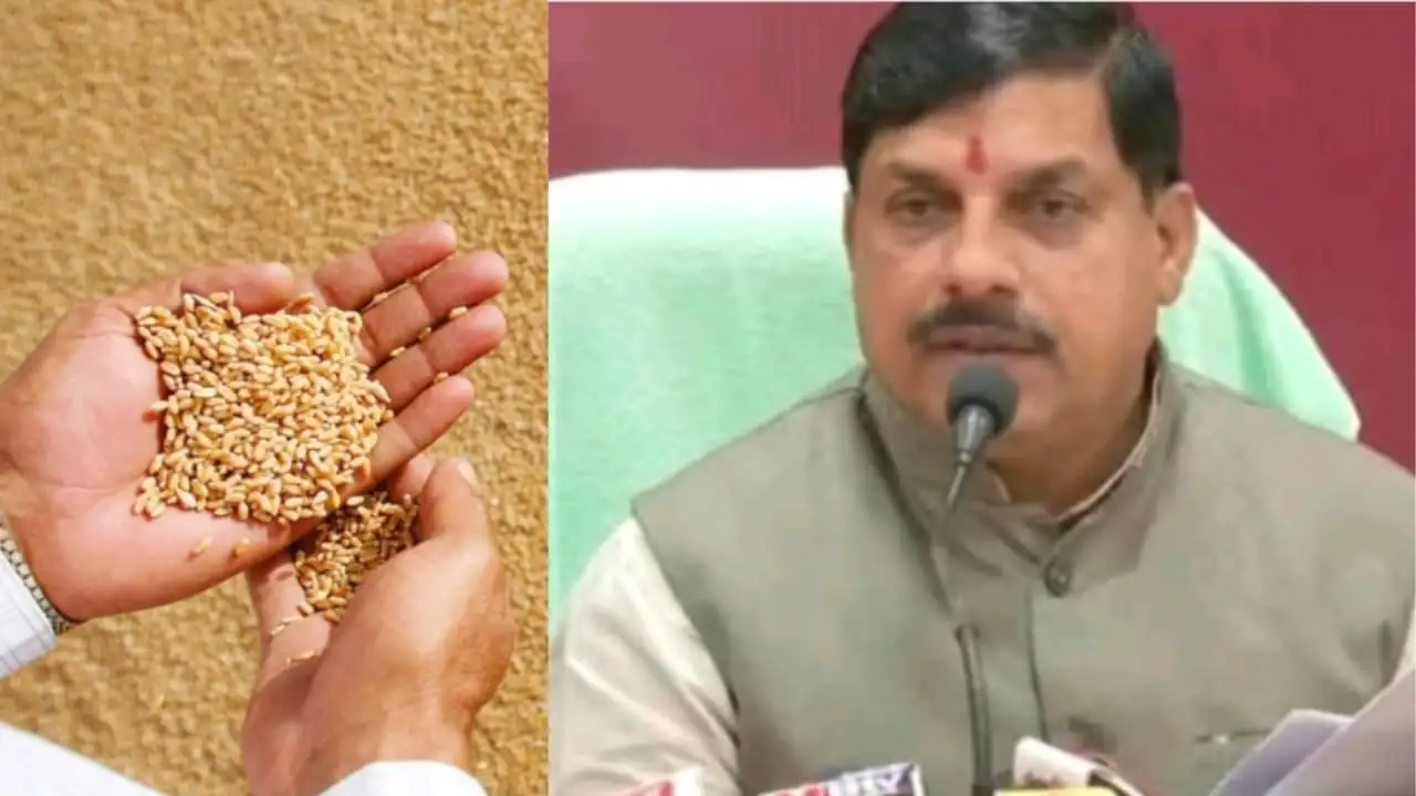 मोहन सरकार का बड़ा फैसला, अब ₹2600 नहीं बल्कि 4 से 5 हजार रुपए प्रति क्विंटल मिलेंगे गेहूं के भाव