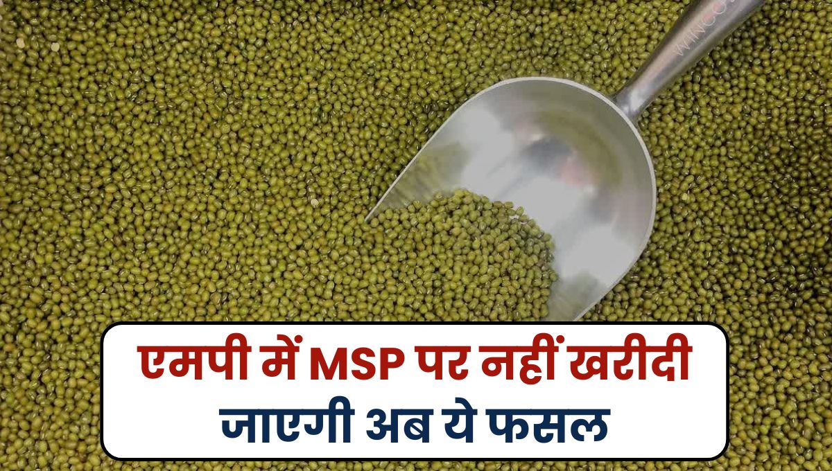 MP News