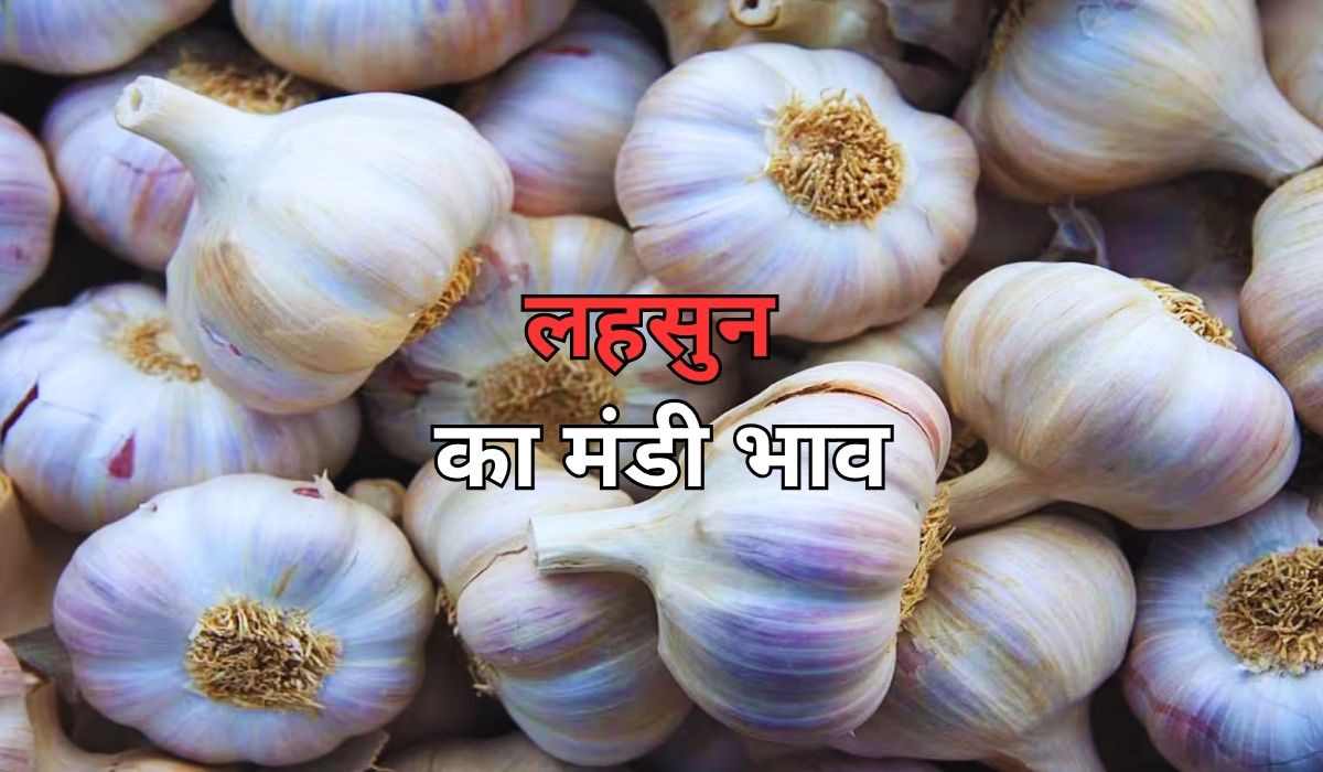 लहसुन के बाजार भाव में नजर आई तेज हलचल, जाने 3 जून 2025 के ताजा मंडी के भाव