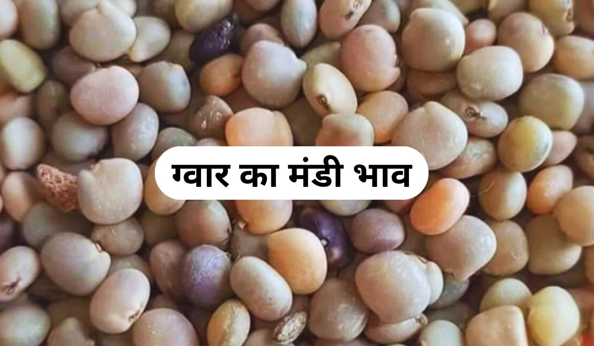ग्वार के रेट ने फिर एक बार पलटी बाजी, जाने 3 जून 2025 के ताजा मंडी के भाव