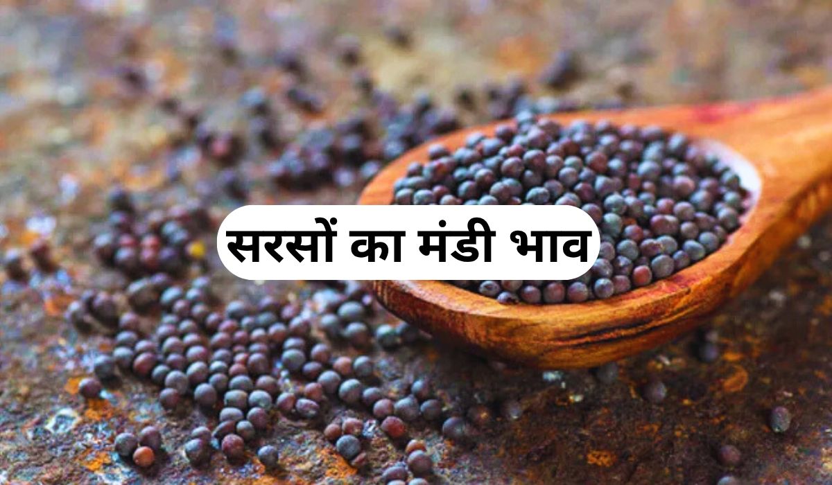सरसों के भाव में तोड़े कई जबरदस्त रिकॉर्ड, जाने 3 जून 2025 के ताजा मंडी के भाव