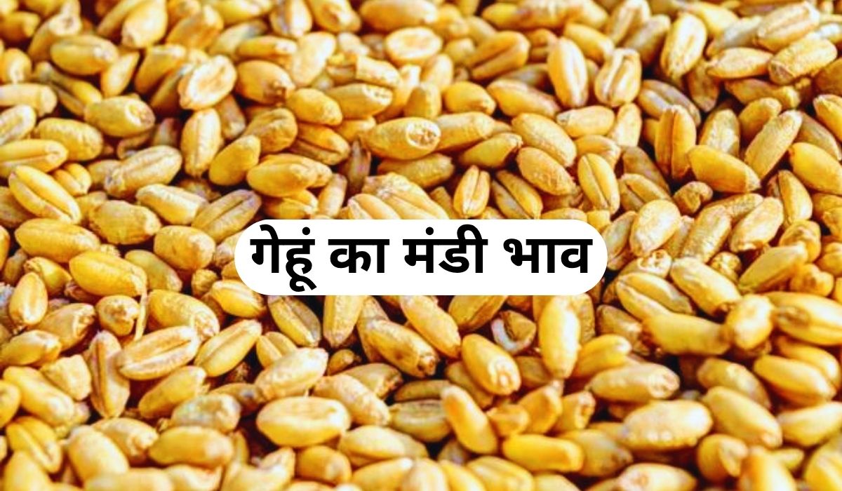 गेहूं की कीमतों ने छुड़ाए आम जनता के पसीने, जाने 3 जून 2025 के ताजा मंडी के भाव