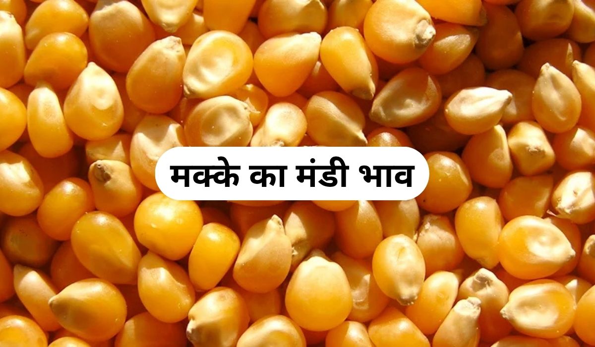 मक्के के भाव में दूसरे दिन नजर आया मामूली अंतर, जाने 3 जून 2025 के ताजा मंडी के भाव