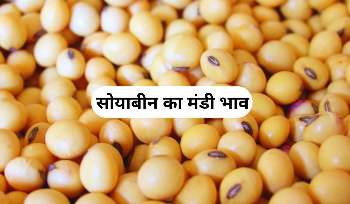 लंबे अरसे बाद सोयाबीन के भाव में उछाल का माहौल, जाने 3 जून 2025 के ताजा मंडी के भाव