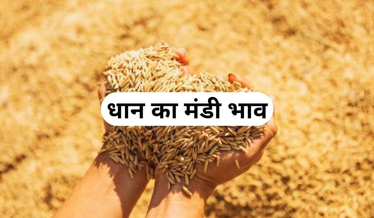 धान की कीमतों में लगातार तेजी-मंदी का दौर जारी, जाने 3 जून 2025 के ताजा मंडी के भाव