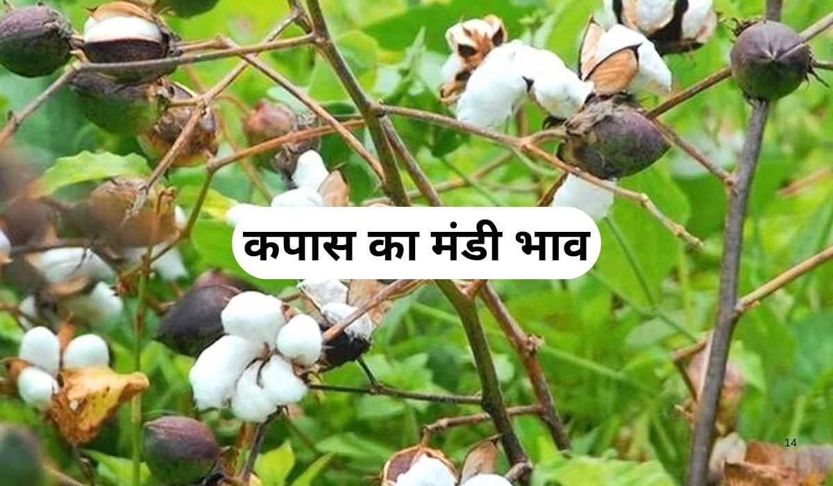 कपास के भाव में हुआ जबरदस्त परिवर्तन, जाने 3 जून 2025 के ताजा मंडी के भाव