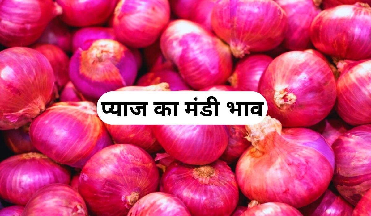 आज प्याज के भाव गिरे धड़ाम से औंधे मुंह, जाने 4 जून 2025 के ताजा मंडी के भाव