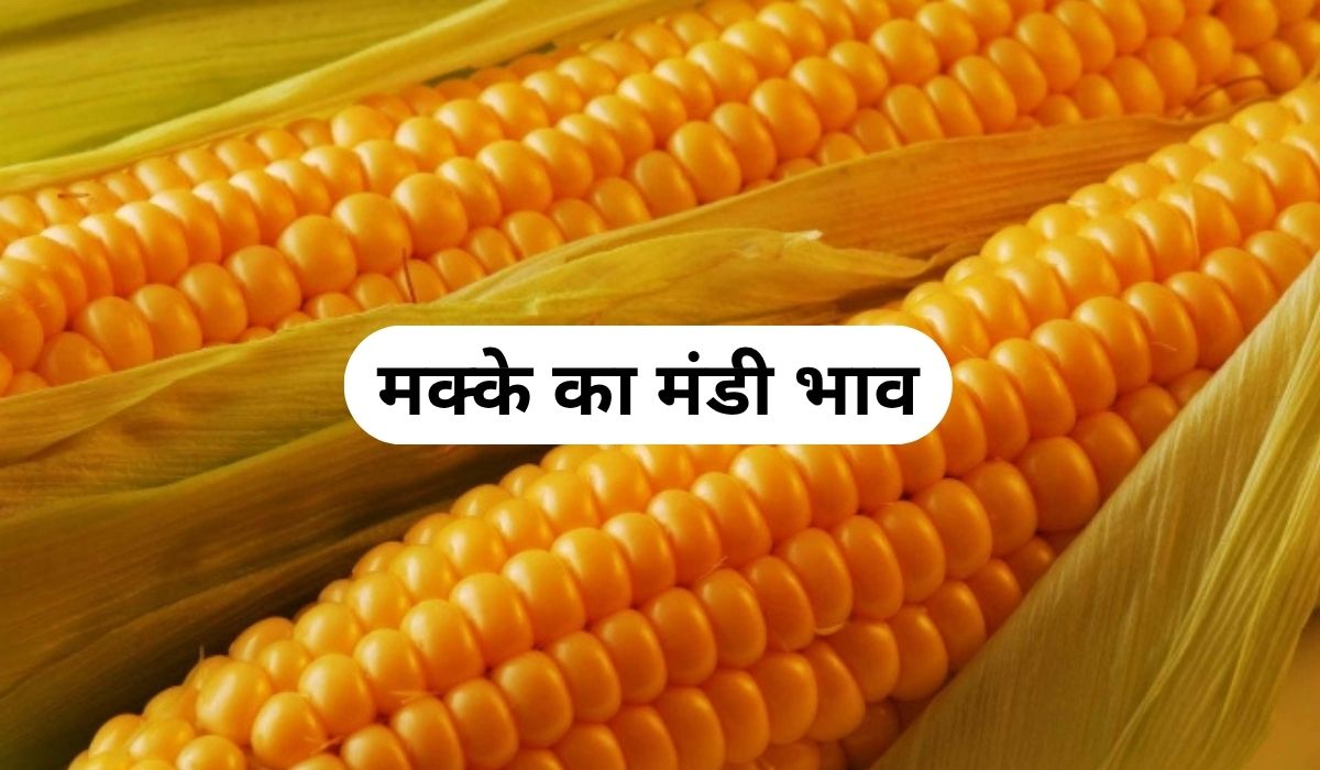 मक्के के भाव में आज जबरदस्त तेजी का दौर, जाने 4 जून 2025 के ताजा मंडी के भाव
