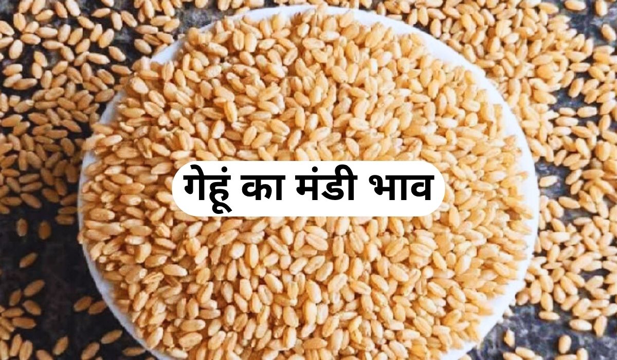 गेहूं के बाजार में तेजी की झलक आई नजर, जाने 4 जून 2025 के ताजा मंडी के भाव