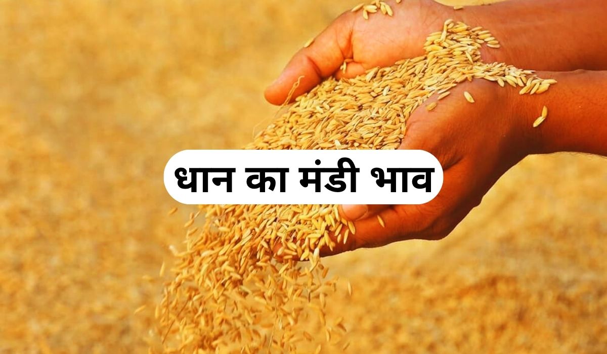 धान की कीमतों में फिलहाल तेजी का तड़का, जाने 4 जून 2025 के ताजा मंडी के भाव