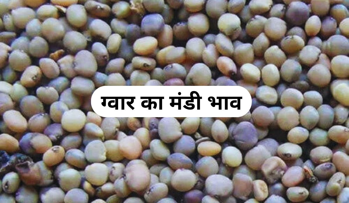 ग्वार के भाव में हाल ही में नजर आया उछाल, जाने 4 जून 2025 के ताजा मंडी के भाव