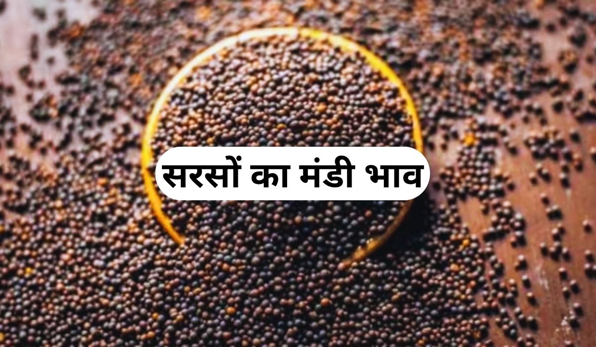 सरसों के भाव ने मचाया तेजी का बवंडर, जाने 4 जून 2025 के ताजा मंडी के भाव