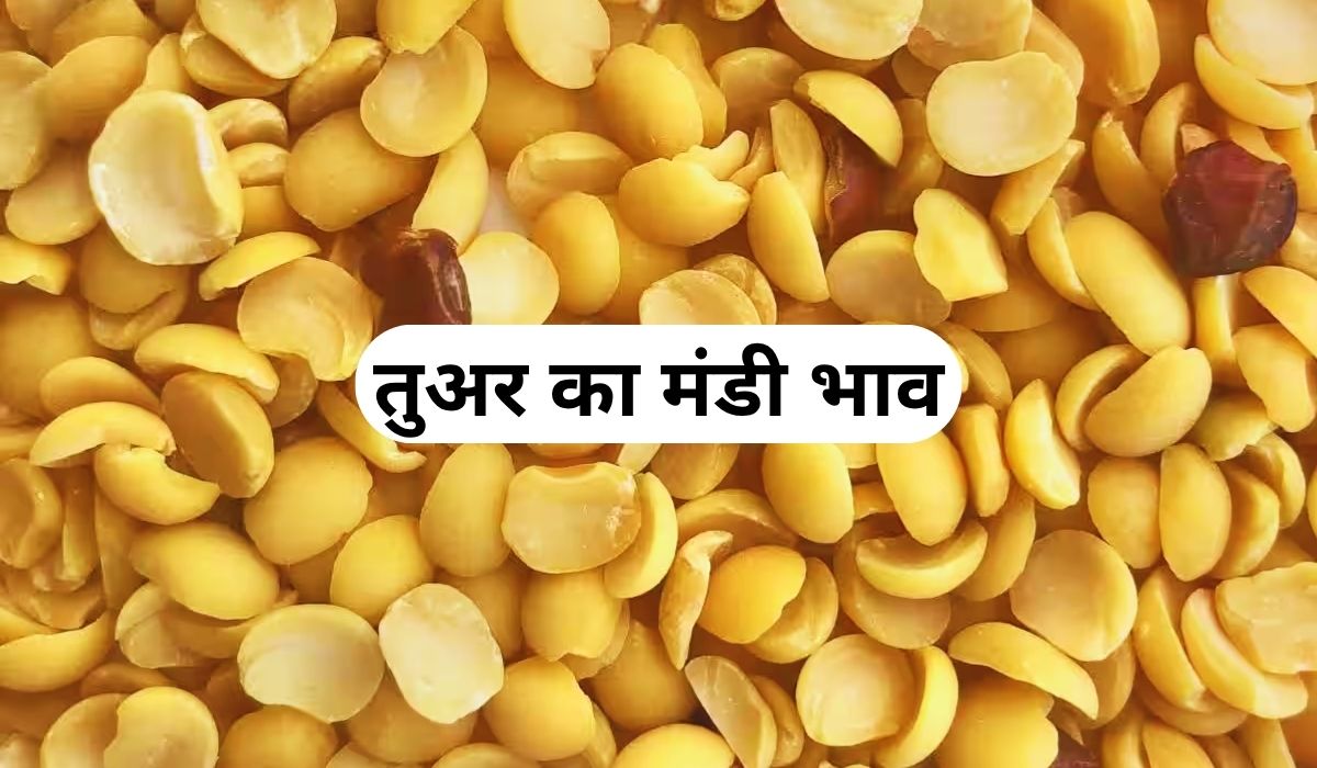 तुअर के भाव में नजर आ रहा उतार-चढ़ाव, जाने 4 जून 2025 के ताजा मंडी के भाव