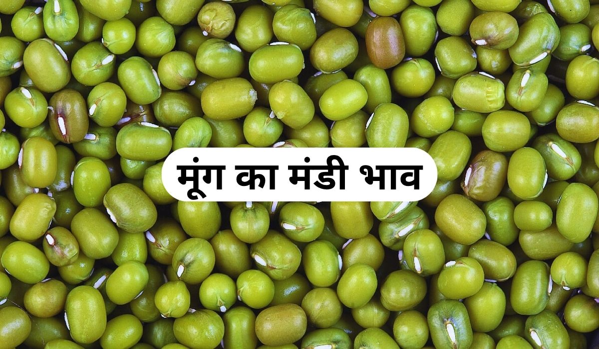 मूंग के भाव में रिकॉर्ड तोड़ उछाल का माहौल, जाने 4 जून 2025 के ताजा मंडी के भाव