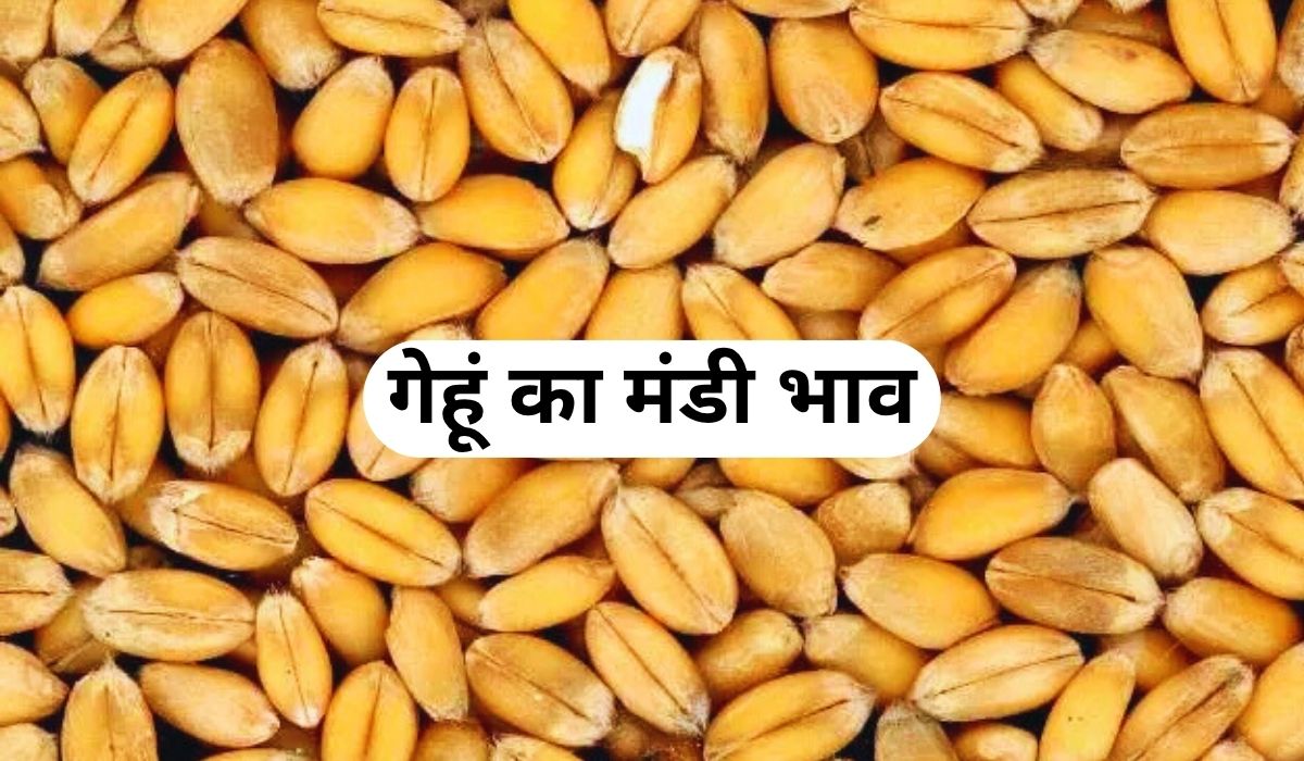 फिर गेहूं के बाजार चले तेजी की तरफ, जान 5 जून 2025 के ताजा मंडी के भाव