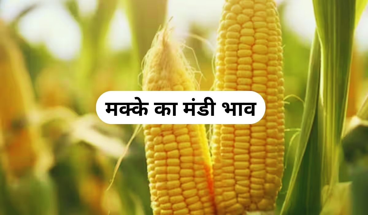 मक्के की जबरदस्त डिमांड का पड़ा भाव पर असर, जाने 5 जून 2025 के ताजा मंडी के भाव