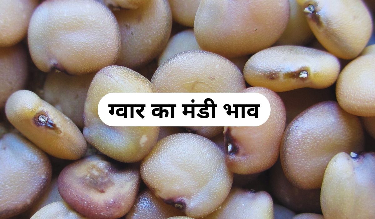 ग्वार के भाव लगातार छू रहे आसमान, जाने 5 जून 2025 के ताजा मंडी के भाव
