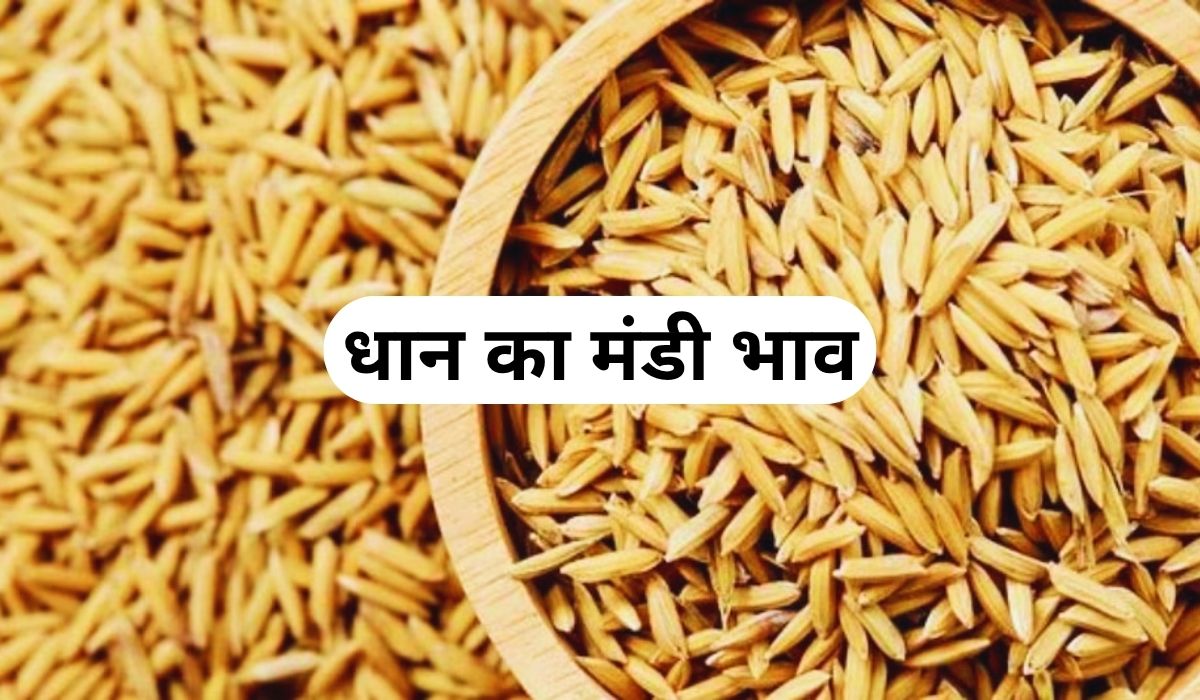 धान के नए भाव कर दिए गए जारी, जाने 5 जून 2025 के ताजा मंडी के भाव