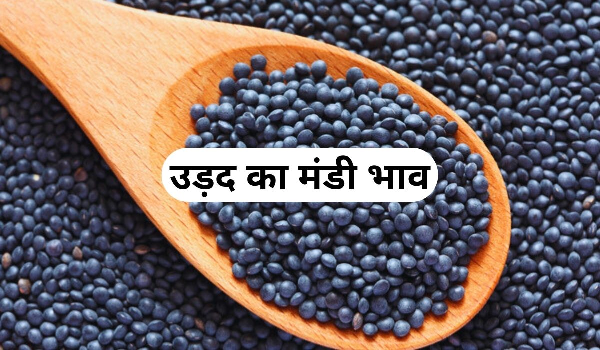 उड़द की कीमतें चल रही धीमी गति, जाने 5 जून 2025 के ताजा मंडी के भाव