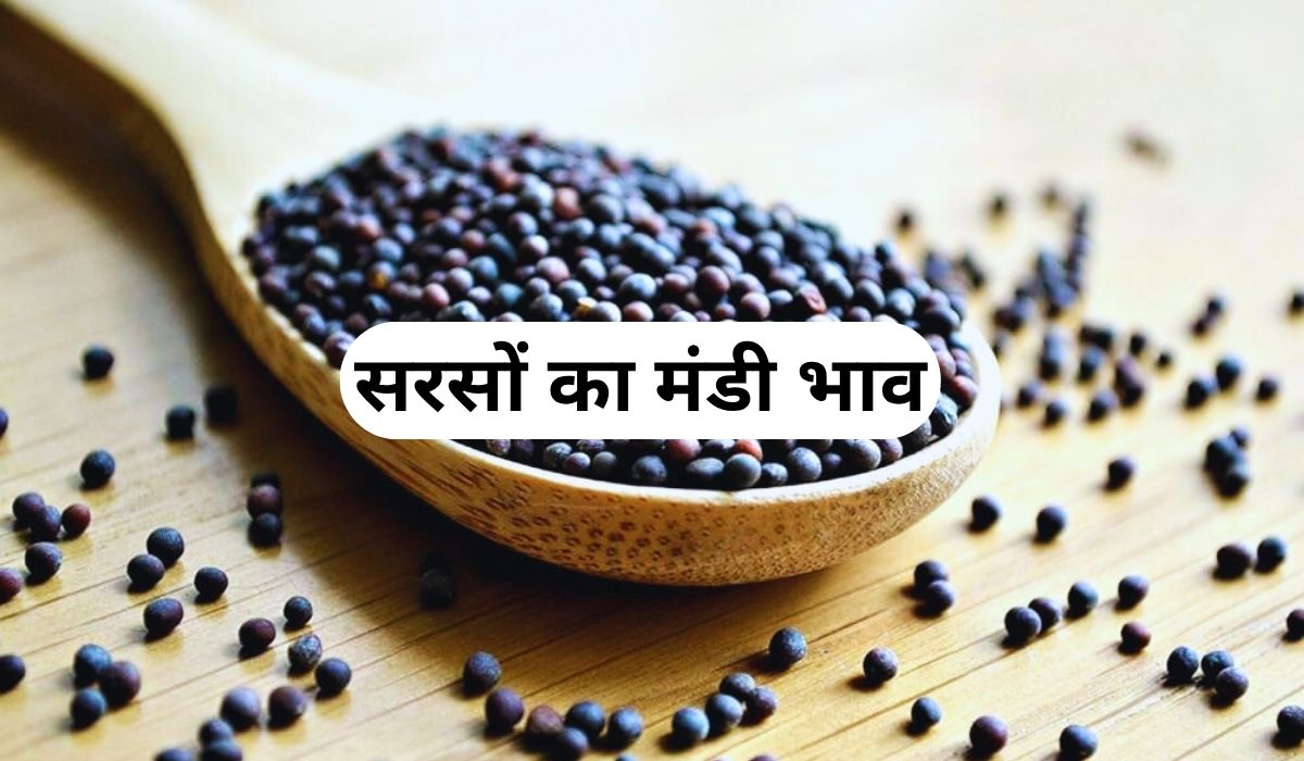 सरसों के भाव ने बाजार में छुड़ाए सबके छक्के, जान 5 जून 2025 के ताजा मंडी भाव