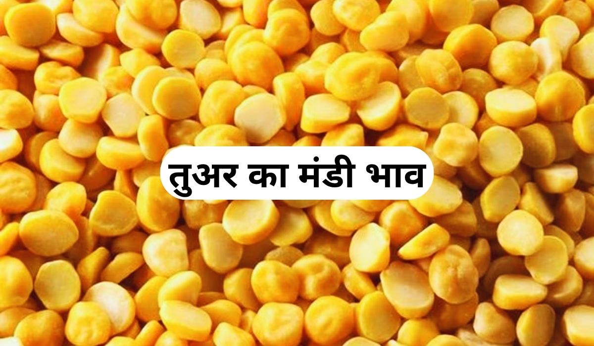 तुअर के भाव ने पलटी जबरदस्त बाजी, जाने 5 जून 2025 के ताजा मंडी के भाव