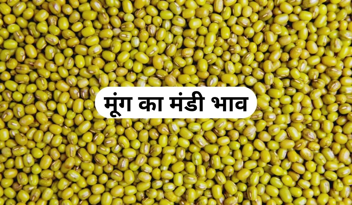 मूंग की कीमत में लगे तेजी के पंख, जाने 5 जून 2025 के ताजा मंडी के भाव
