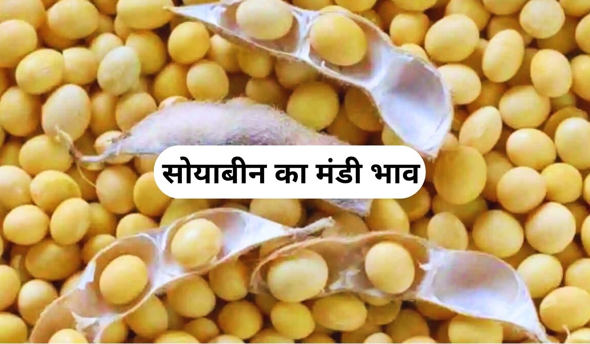 मंडी में आज कितना बदला सोयाबीन का मिजाज, जाने 5 जून 2025 के ताजा मंडी भाव