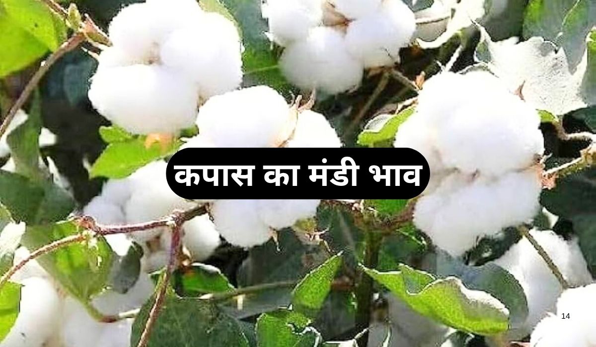 कपास की मांग से कीमतों में आया तगड़ा उछाल, जाने 5 जून 2025 के ताजा मंडी भाव