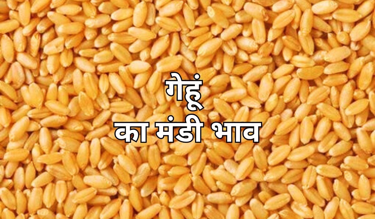 गेहूं के भाव में आज भी बरकरार है तेजी, जाने 6 जून 2025 के ताजा मंडी के भाव