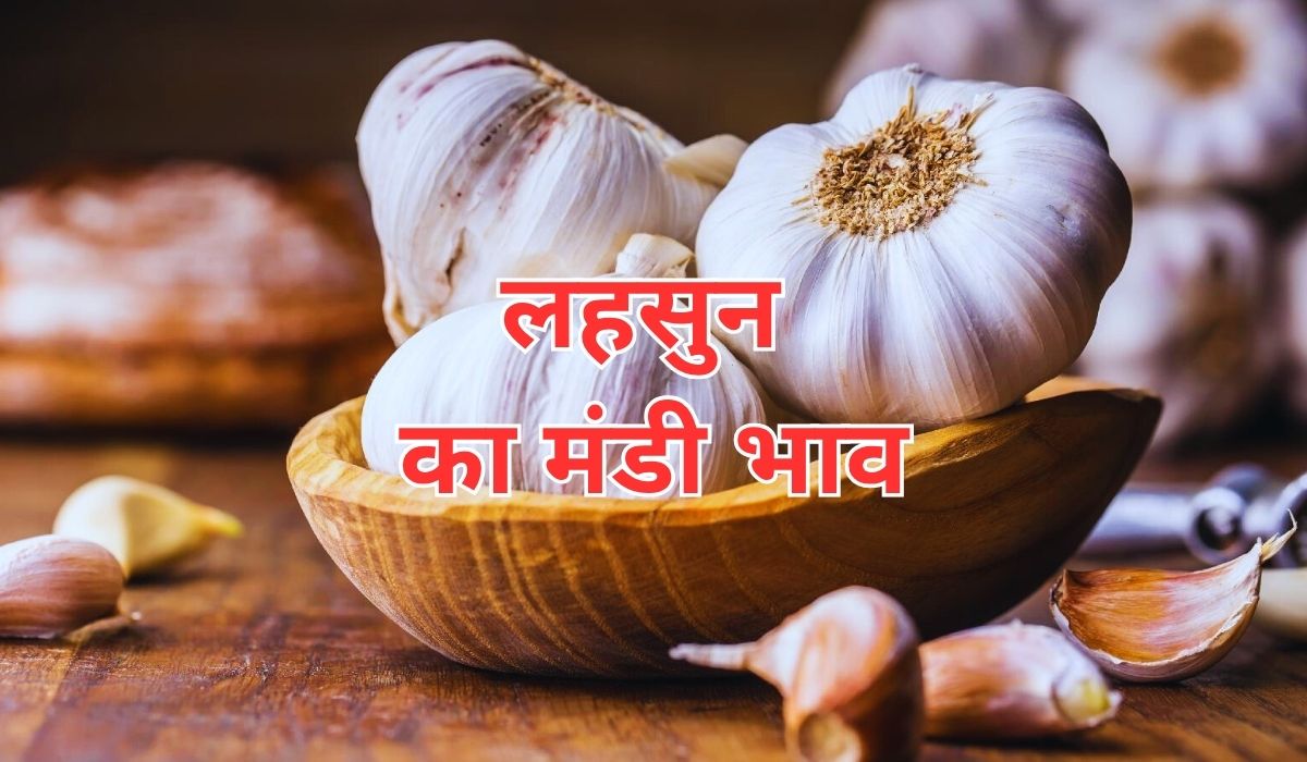 लहसुन के भाव में नजर आया मामूली बदलाव, जाने 6 जून 2025 के ताजा मंडी के भाव