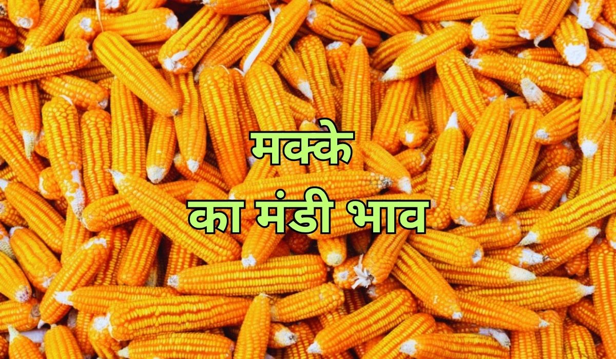 मक्के के भाव में आई स्थिरता नजर, जाने 20 जून 2025 के ताजा मंडी के भाव