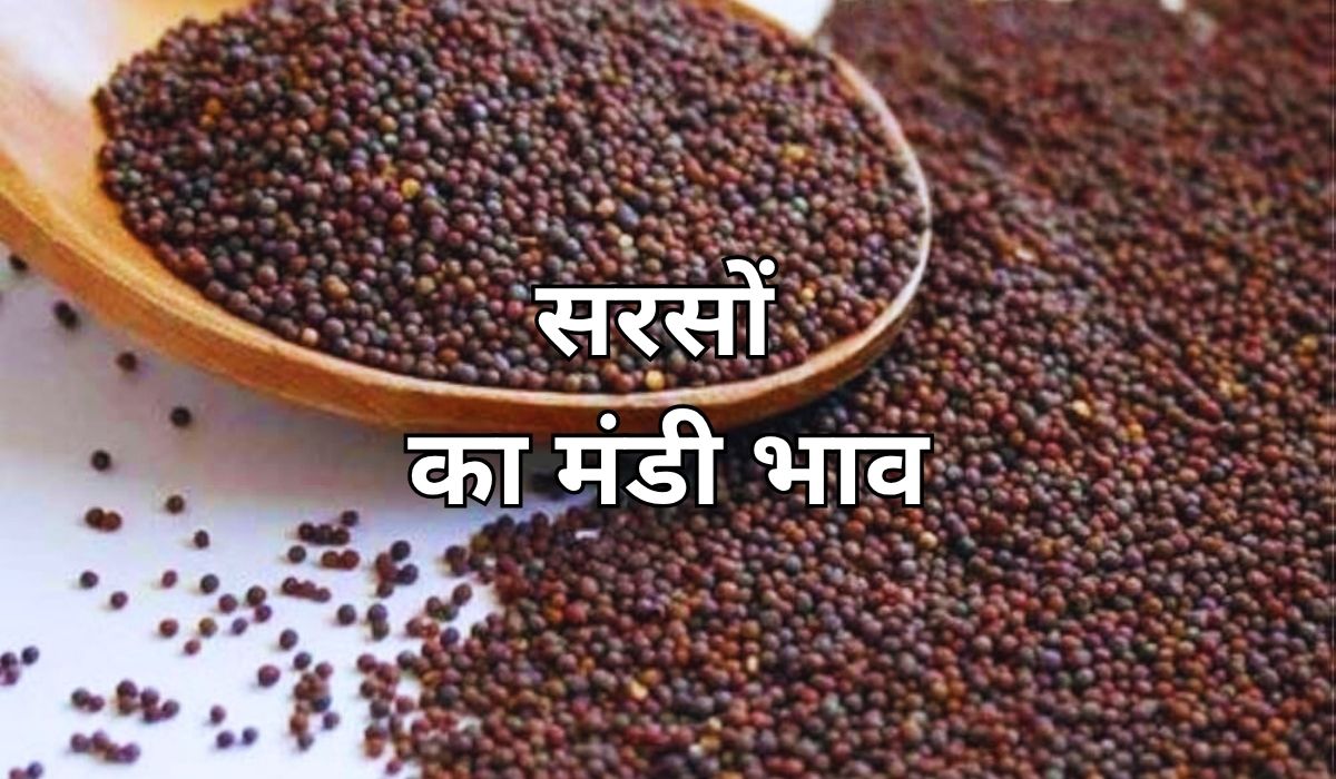 सरसों के भाव में मचा फिर एक बार तेजी का बवंडर, जाने 6 जून 2025 के ताजा मंडी के भाव