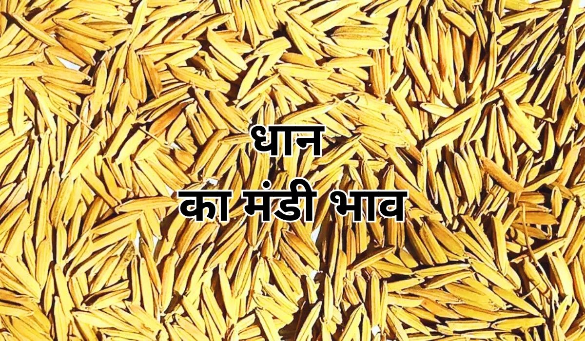धान की कीमतों में लगातार बनी हुई है तेजी-मंदी, जाने 6 जून 2025 के ताजा मंडी के भाव