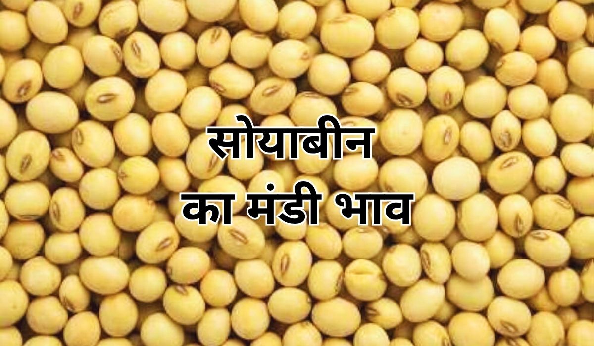 सोयाबीन की बढ़ती मांग का पड़ रहा कीमतों पर असर, जाने 6 जून 2025 के ताजा मंडी के भाव