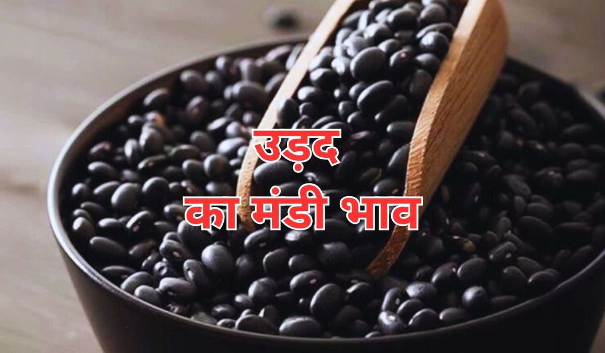 उड़द के भाव में लगा तेजी का ब्रेक, जाने 6 जून 2025 के ताजा मंडी के भाव