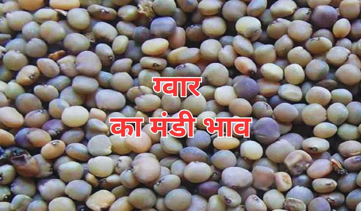 ग्वार के भाव में नजर आए स्थिरता के आसार, जाने 6 जून 2025 के ताजा मंडी के भाव
