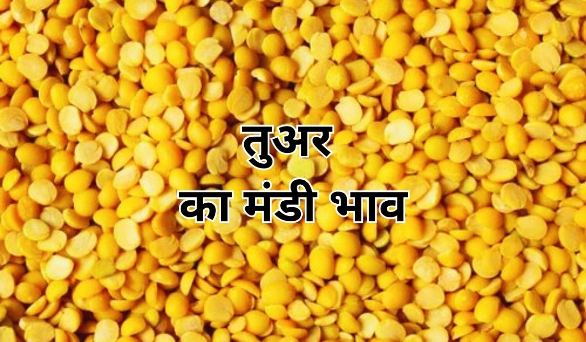 तुअर की कीमतों में देखी जा रही गिरावट, जाने 6 जून 2025 के ताजा मंडी के भाव