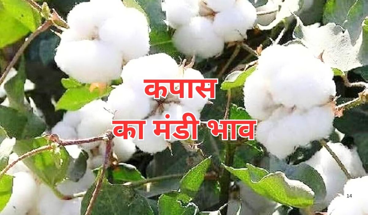 कपास की कीमतों में आज तक का सबसे बड़ा उछाल, जाने 6 जून 2025 के ताजा मंडी भाव